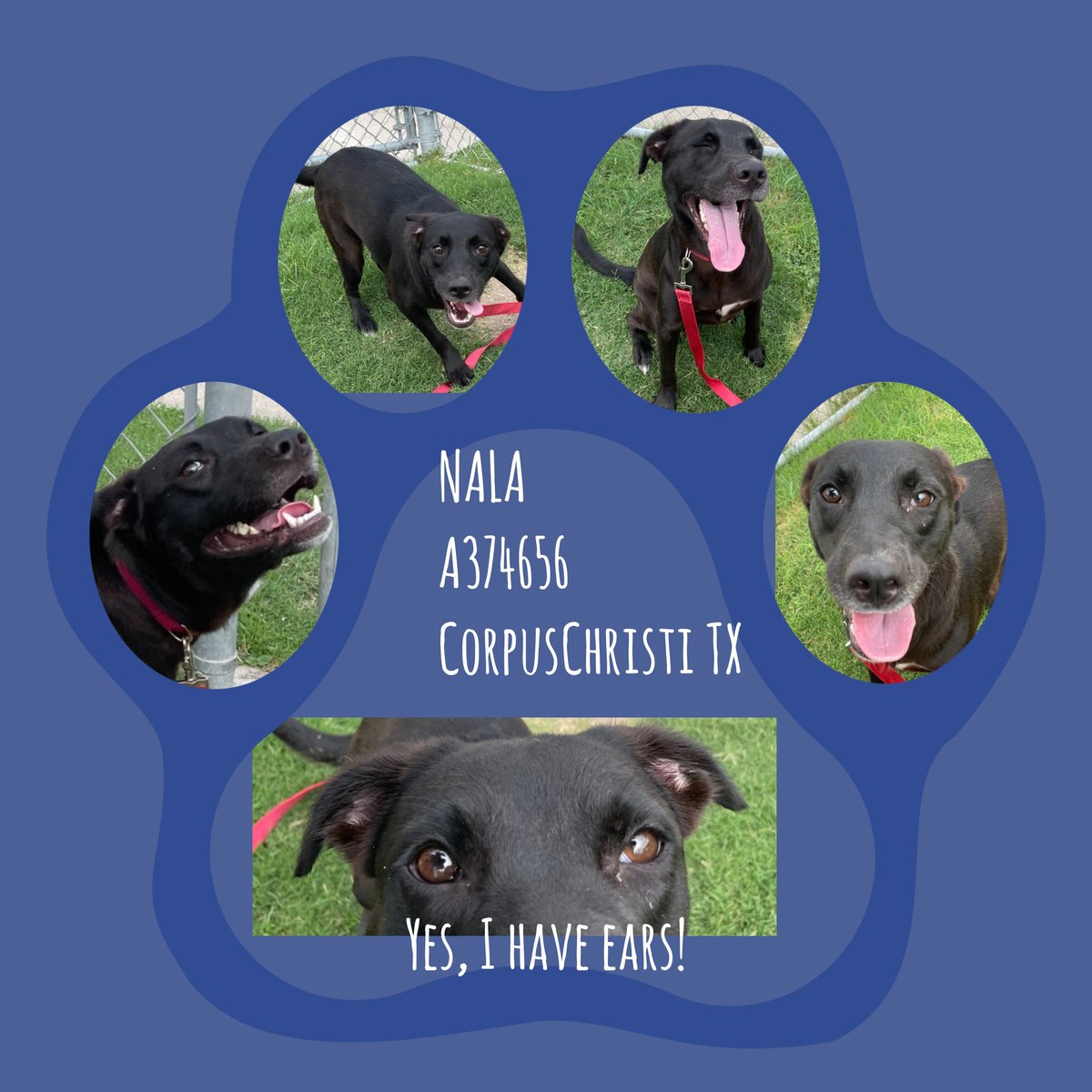 beeleevitonly's tweet photo. 🆘️✋️🎀NALA🎀 #A374656 is very urgent 😢 
We can't understand why #NobodyHasCome💔
#CorpusChristi #TX gave extension but it won't last forever! #BlackLabMix 🎀a yr old, spayed,  
HW neg, healthy,  playful. Just a gentle,  darling, perfect size 46 lbs. Ready for #Adoption or
#Pledge4Rescue Thank you #RescueVillage