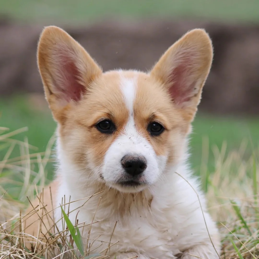 JosephineK1761's tweet image. Perfect shoot ❤️❤️
#CorgiJoy #CorgiGoals #LoveMyCorgi #PetsofTwitter #CorgiBark #PrincessWelshCorgi