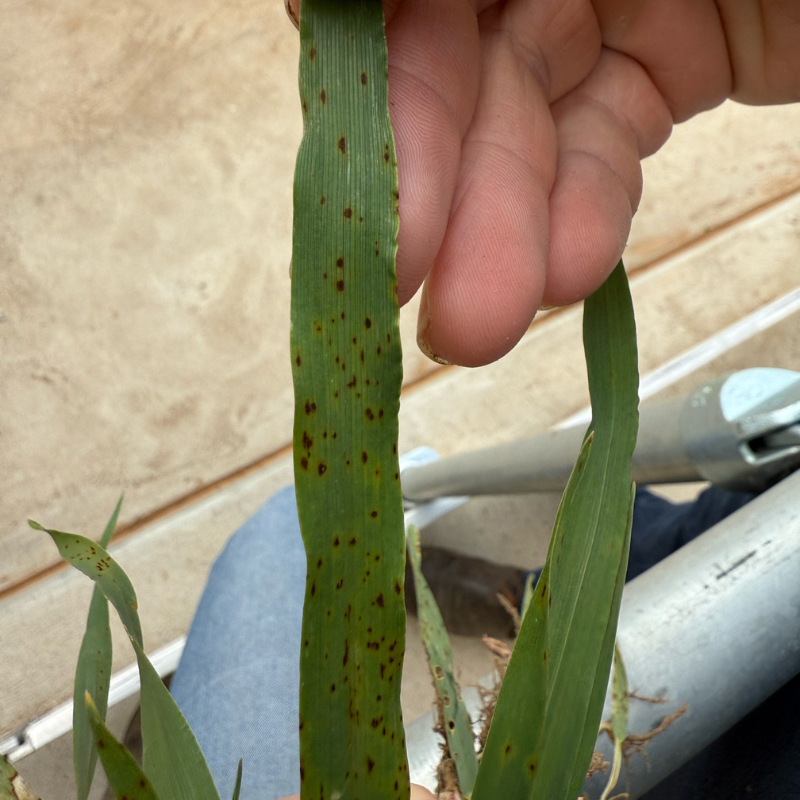 Spots on your barley leaves? Physiological leaf spotting ad chemical damage can look similar to foliar disease like spot-form net blotch or scald. Check crops and diagnose symptoms correctly before spraying. More info in #PestFactsWA newsletter. <a href="/GRDCWest/">GRDC West</a>
dpird.wa.gov.au/siteassets/doc…