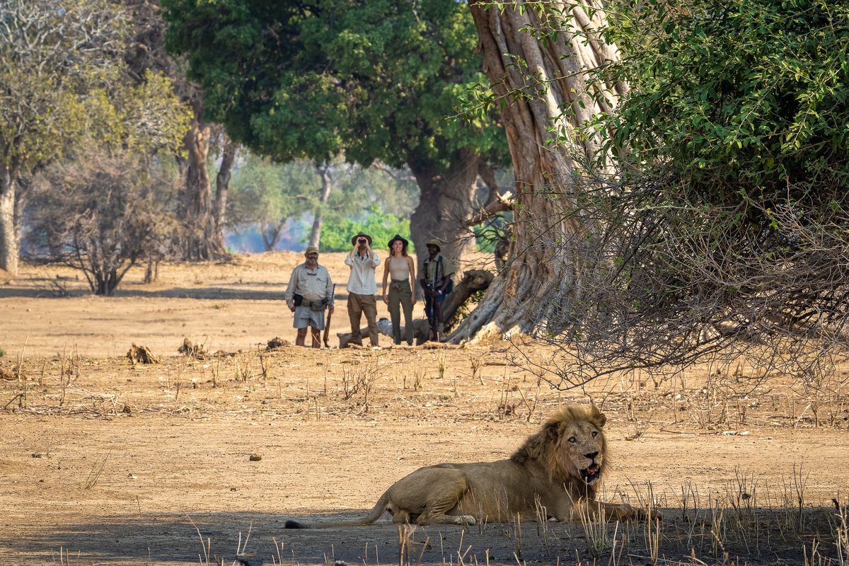 Robin Pope Safaris tweet media