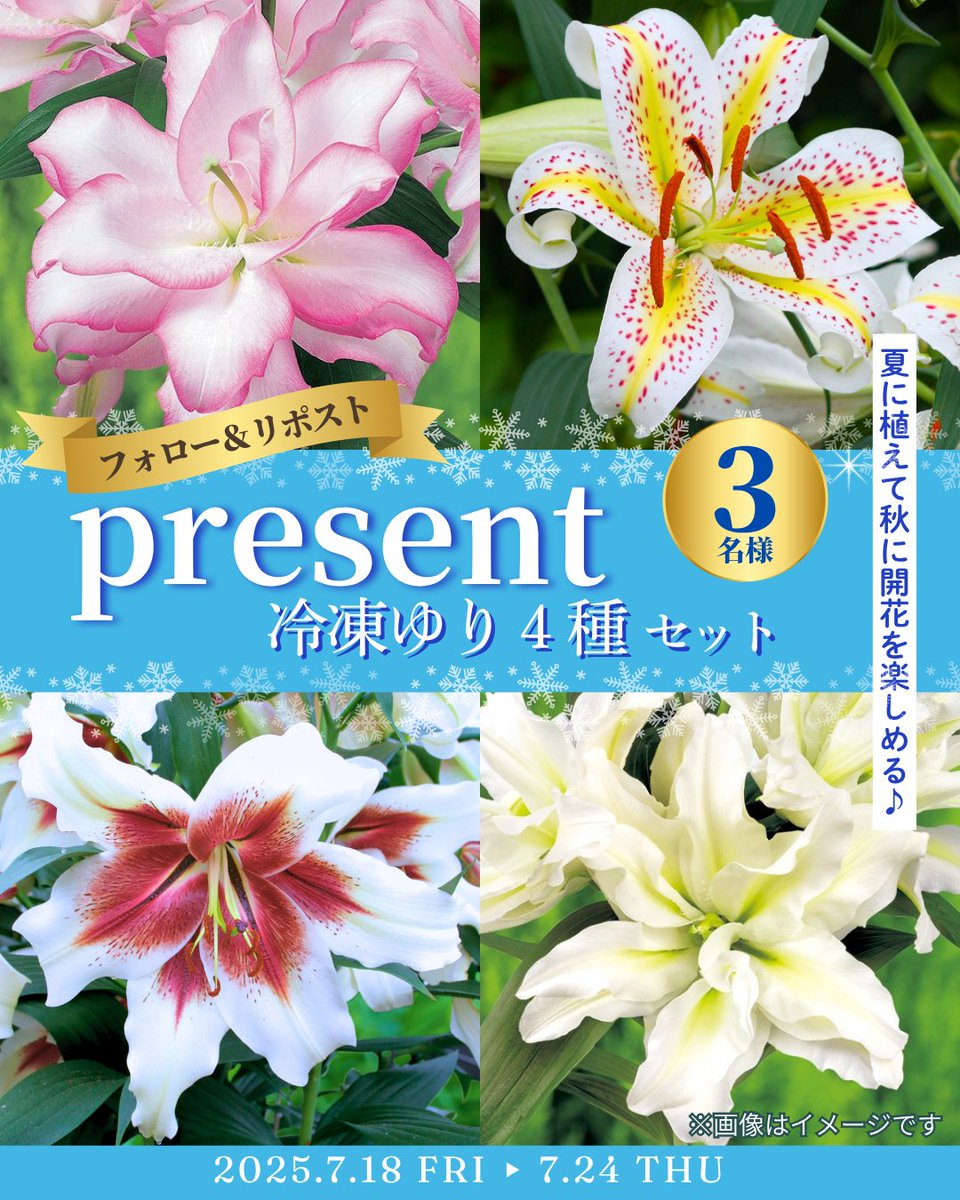タネのタキイ通販🍅(公式) (@shoptakii) on Twitter photo /
📣フォロー&RTであたる🎁
\
普通のゆりとは異なり秋に開花を楽しめる
『冷凍ゆり4種セット』を、3️⃣名様へ #プレゼント ❤️
普通のゆりより、花もちがよく花色がさえるのが魅力😍✨
夏に植えて秋に開花を楽しみませんか❓
■応募方法
①
<a href="/shoptakii/">タネのタキイ通販🍅(公式)</a>
をフォロー
② 当投稿をRT
〆切 /
📣フォロー&RTであたる🎁
\
普通のゆりとは異なり秋に開花を楽しめる
『冷凍ゆり4種セット』を、3️⃣名様へ #プレゼント ❤️
普通のゆりより、花もちがよく花色がさえるのが魅力😍✨
夏に植えて秋に開花を楽しみませんか❓
■応募方法
①
<a href="/shoptakii/">タネのタキイ通販🍅(公式)</a>
をフォロー
② 当投稿をRT
〆切