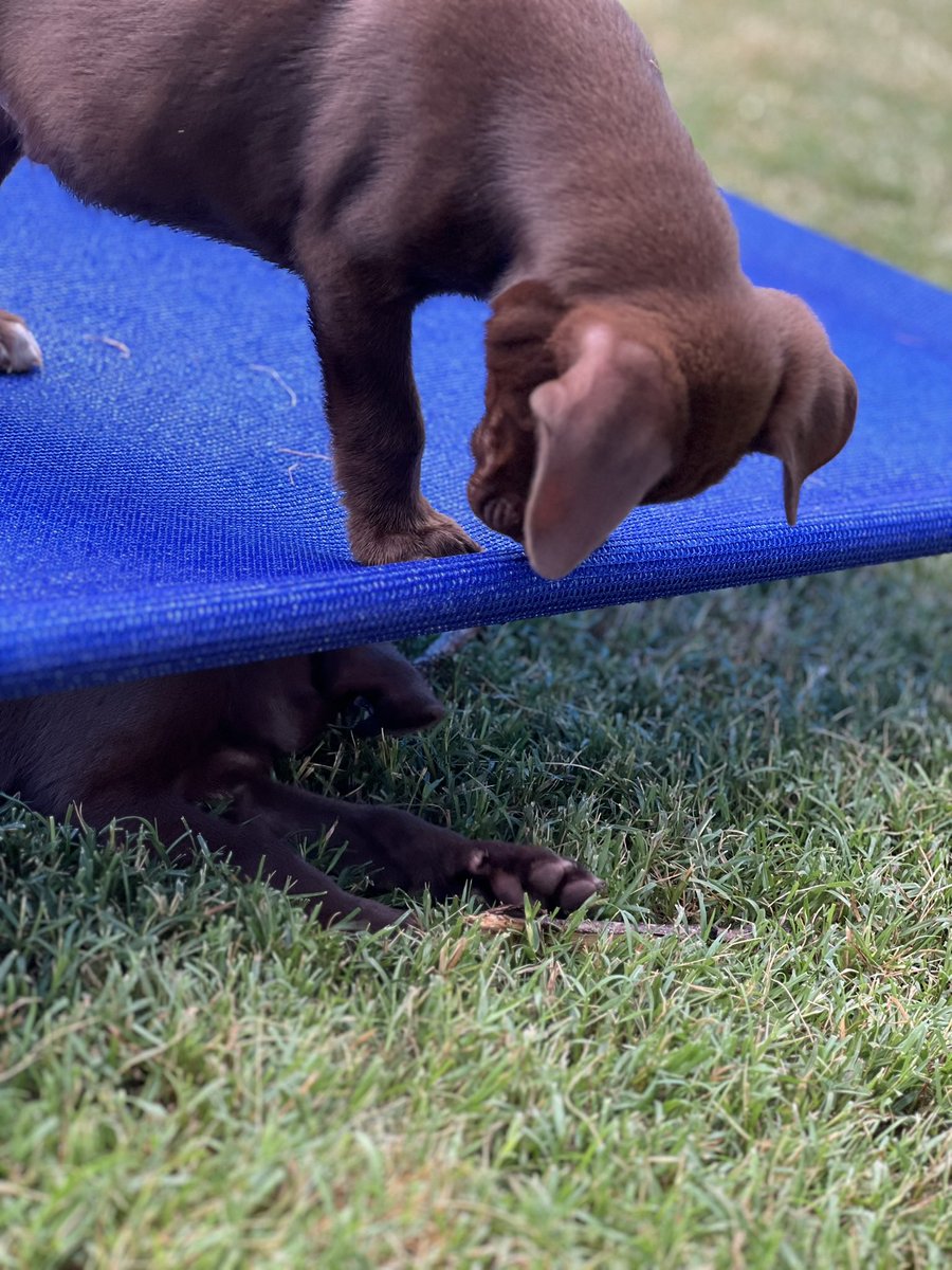 Bourbontiffanys's tweet image. Can we get a Coolaro sponsorship? Today we learned how to jump, &amp;amp; that is a LOT of fun, esp when we attack each other! We have trained our foster moms to tuck us in for naps, otherwise we whine until they do. Our legs are getting stronger now that we have room to run. #FVAR