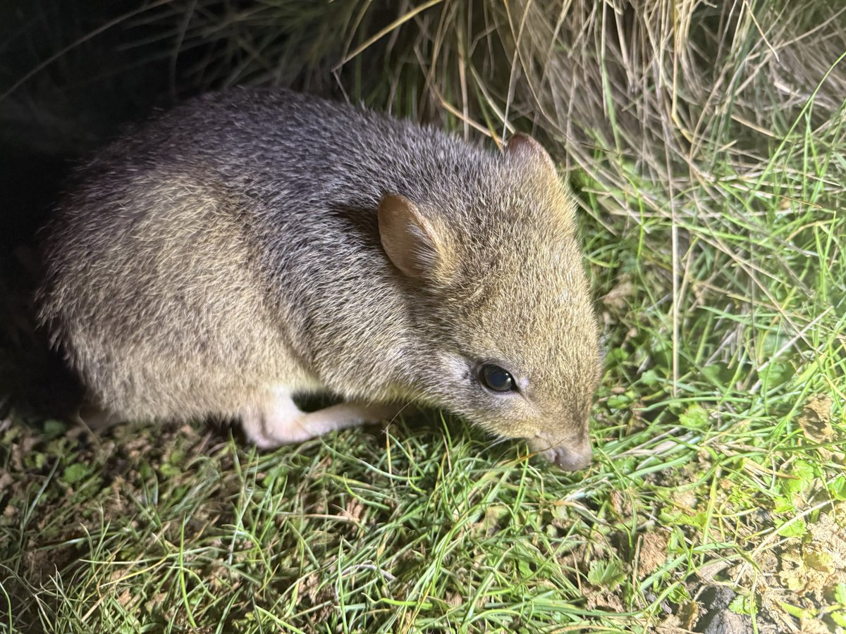 Cold weather keeps <a href="/BrianBettong/">Brian Bettong</a> keen to engage…