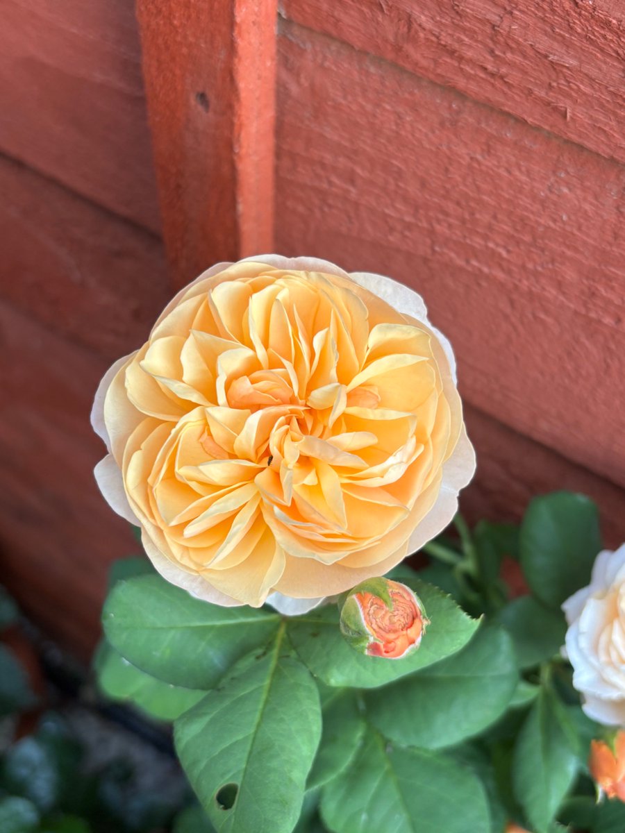 Roald Dahl rose is my absolute fave currently! 🍑#roalddahl #davidaustinrose