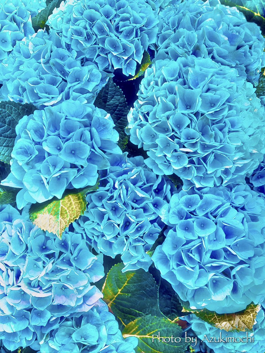 azukimochi_3rd's tweet photo. ターコイズブルーの紫陽花を初めて見ました https://t.co/B91OxJqKMn