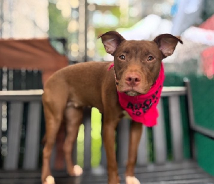 ‼️ 7 months old #puppy 🐶 Bailey 🌼 No chance for her to even settle in at the #NYC shelter… No chance to find someone to give her a chance 💔 She’s listed to be EU. How can this be? Please help her 🙏🏽 Can you foster? DM <a href="/notthesameone2/">Not the Same</a> or <a href="/CathyPolicky/">Cathy Policky</a>