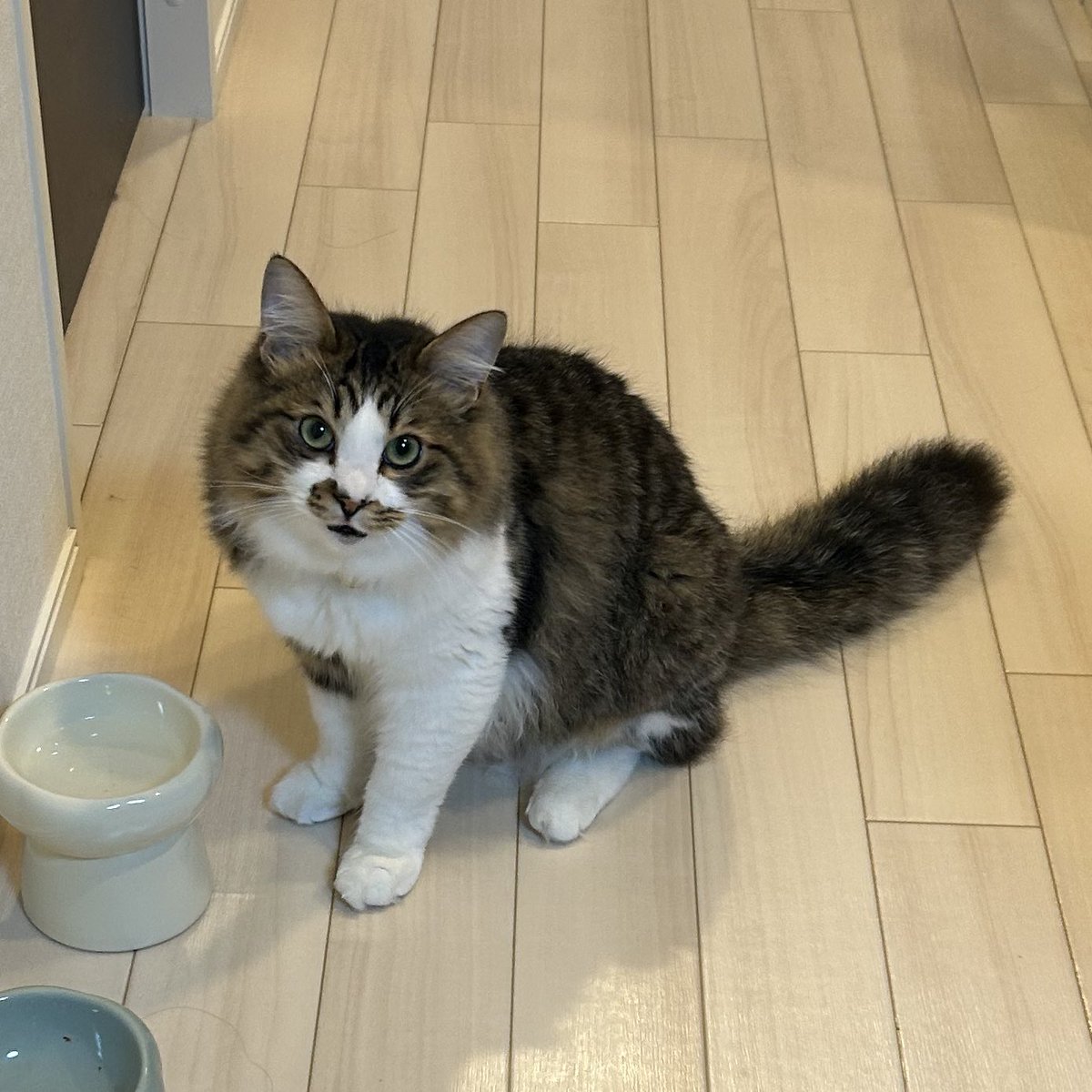 hotanyan's tweet photo. 病院頑張ったほたて
もちもちだけど標準体型、もう少し太っても良いらしい https://t.co/4YMAyFKUSs