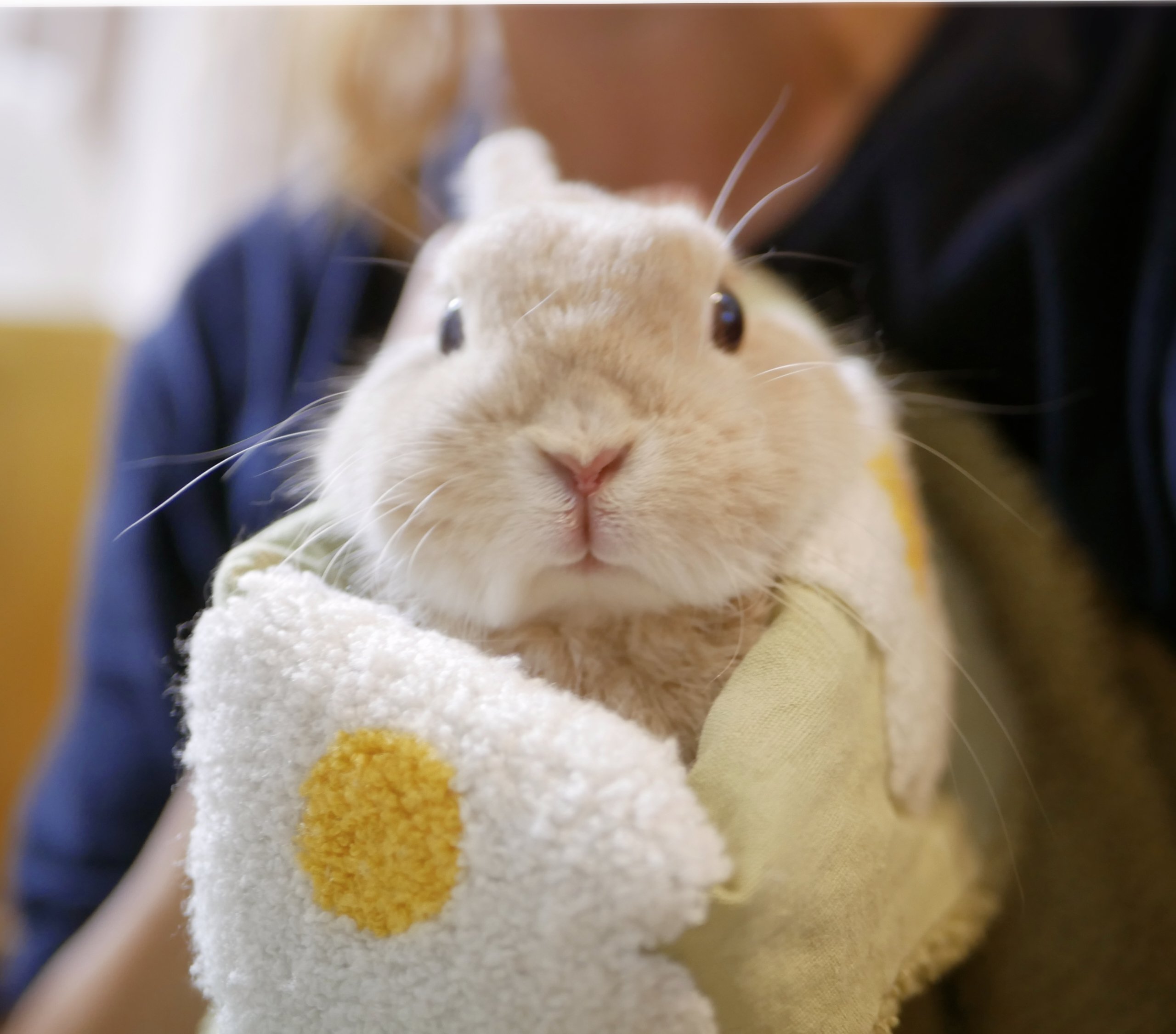 うさぎのひのき🌳 Hinoki bunny (@hinokiusa) / X