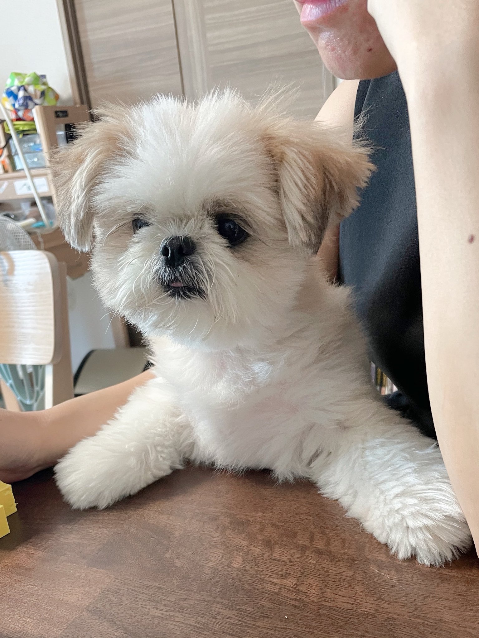 みかん日記（犬） on X: 