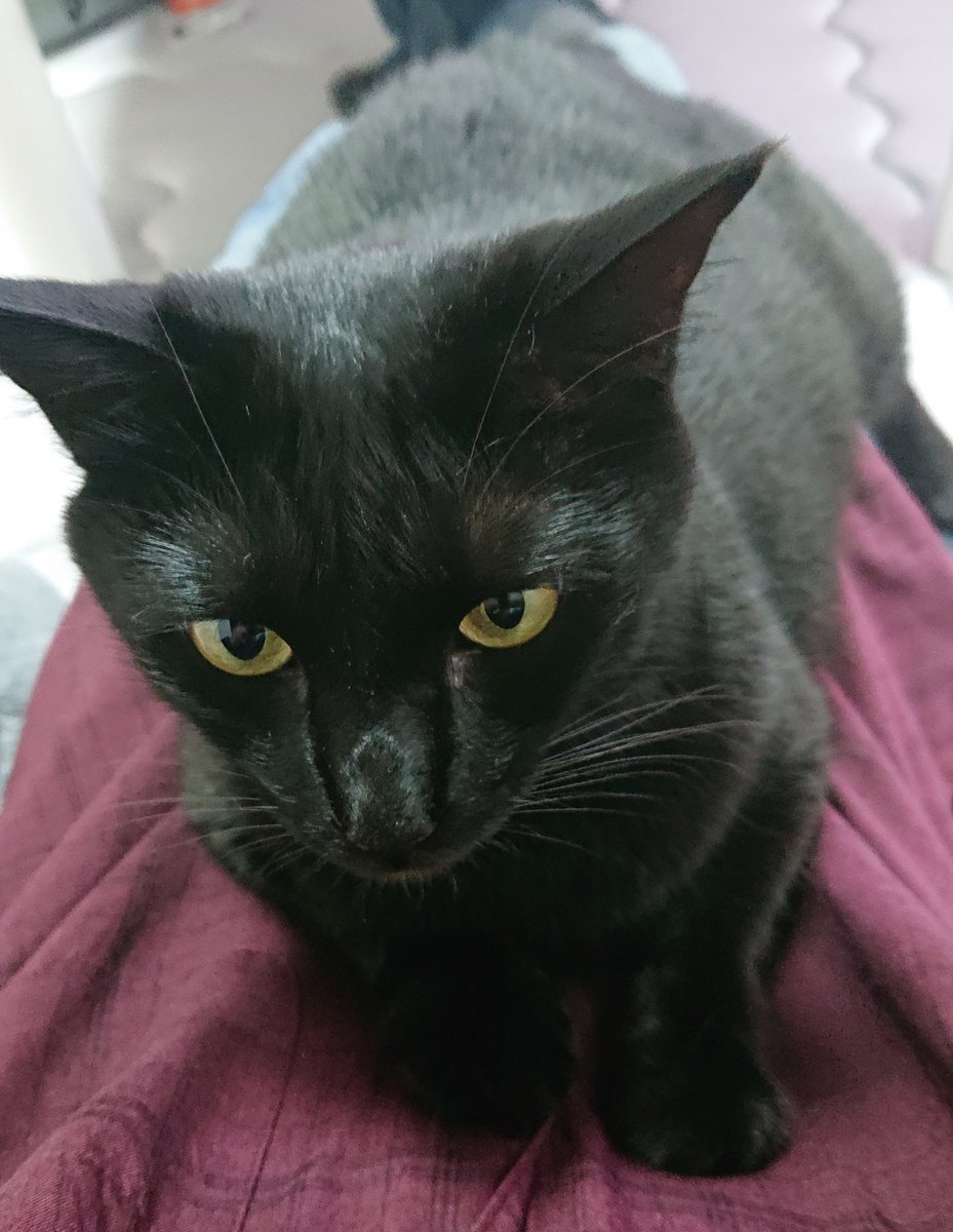 konbu0330's tweet image. 暑くても飼い主に乗りたい。