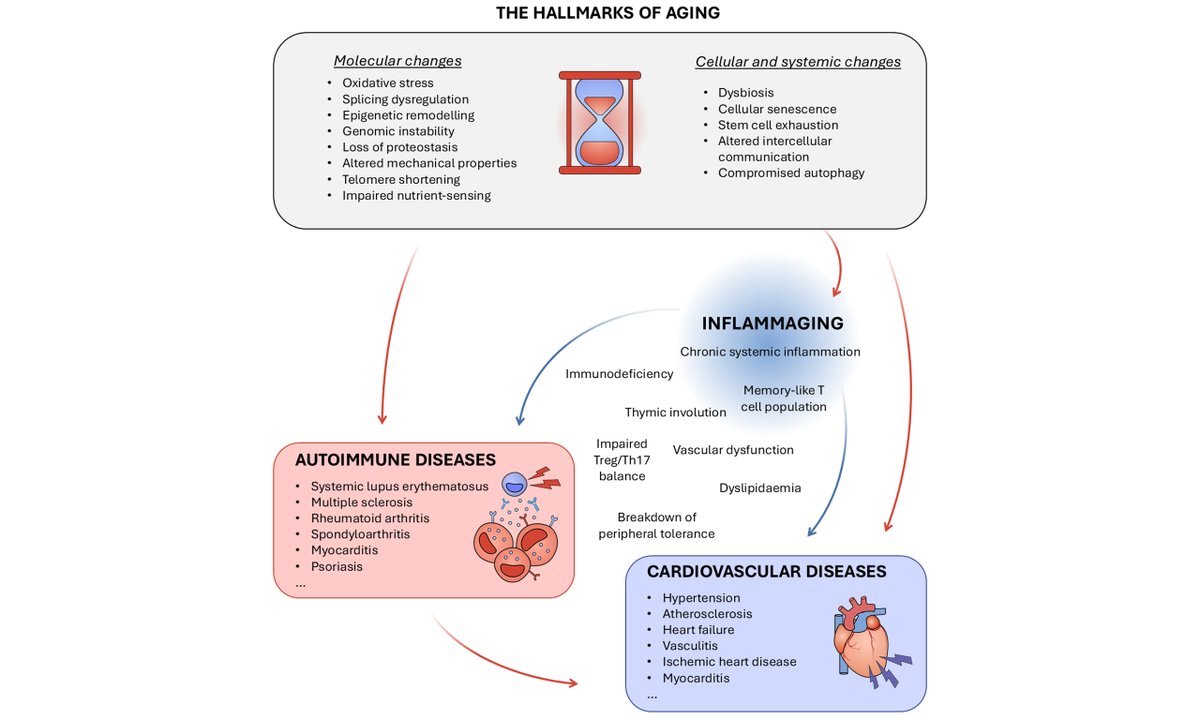 JCA_Journal's tweet image. New article in JCA!
Title: T lymphocytes linking autoimmunity and cardiovascular disease in aging
📖 Read now:
oaepublish.com/articles/jca.2…
#Immunology #CardioAging #Autoimmunity #Tcells