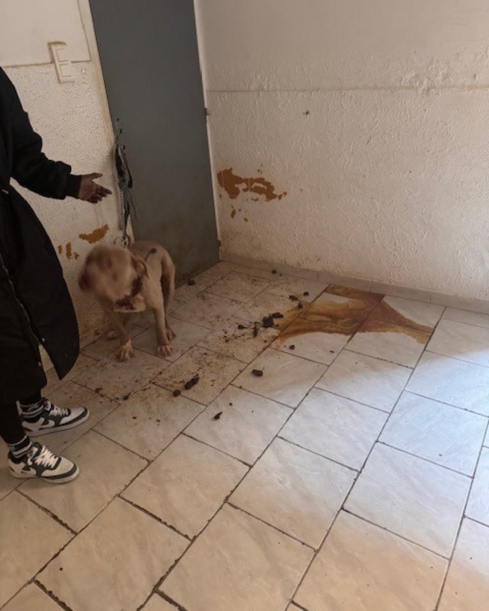 ✨ Tout au long de l’été, nous allons vous raconter les histoires de certains de nos pensionnaires, mais aussi celles de nos équipes qui, malgré les épreuves et les difficultés, ne baissent jamais les bras. 💪

🐾 Aujourd’hui, nous vous présentons Shenzy.Cette louloute a été