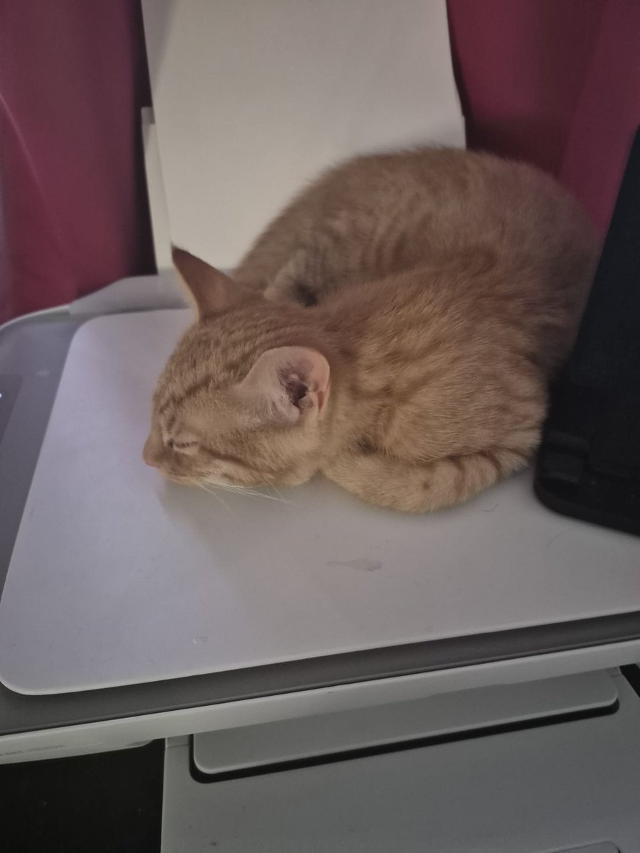 TheGamersRest's tweet image. Seems like the perfect spot for a nap