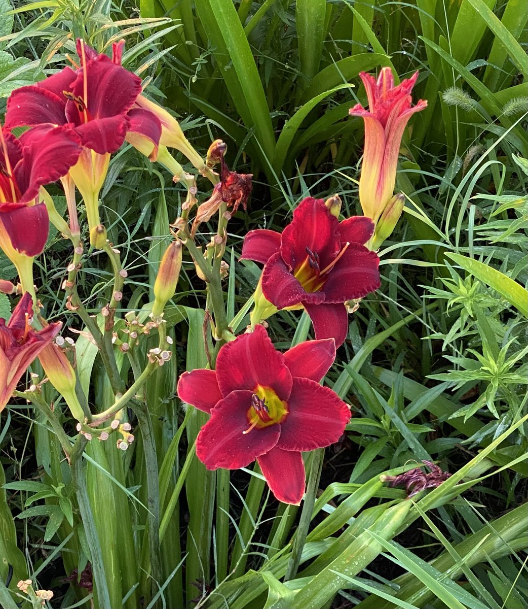 Daylilies spotted in a friend’s garden—love the color! Good Monday to you, friends! #GardeningX #Flowers #MagentaMonday