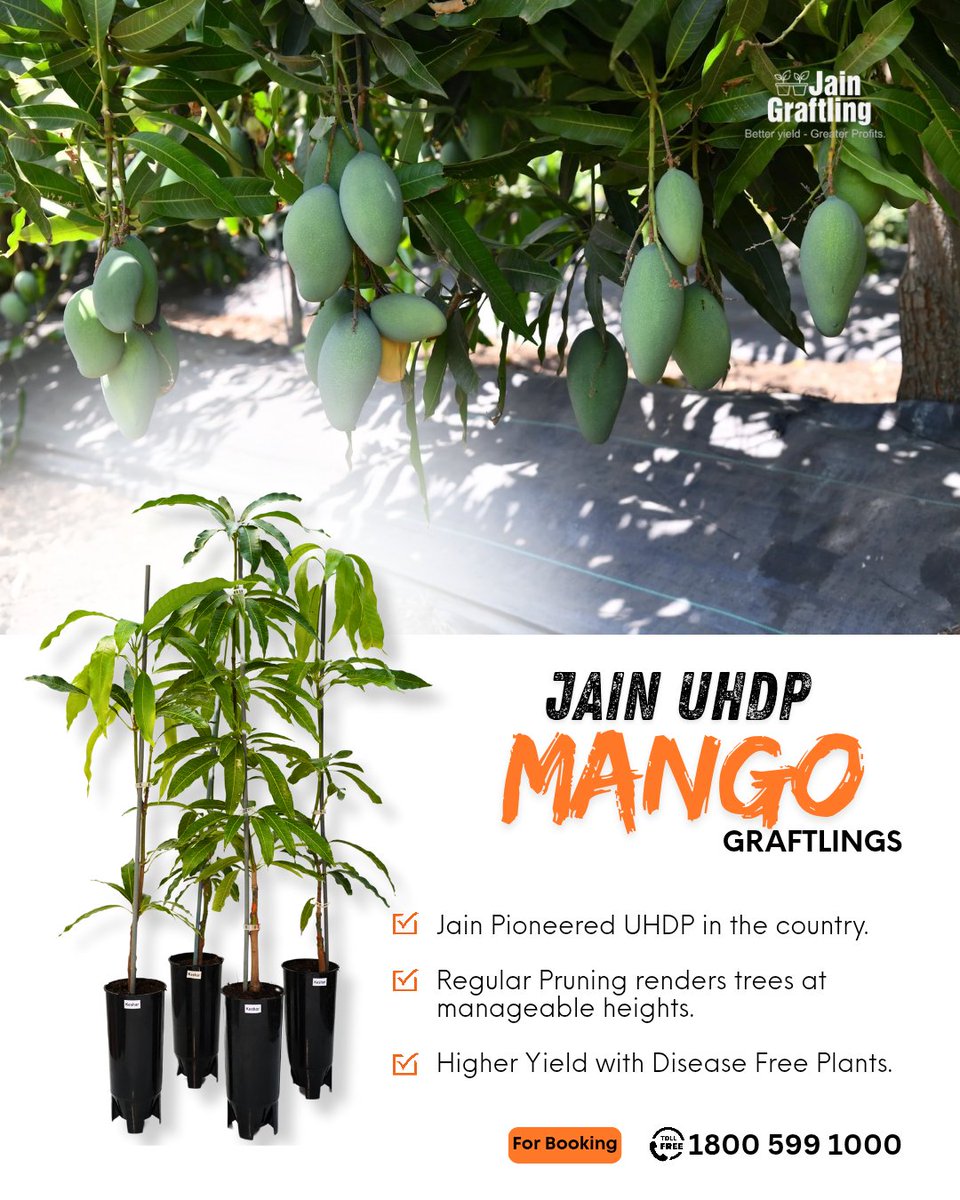 🥭 More Mangoes. Less Space. Maximum Profit!
With Jain UHDP Mango Graftlings, you don’t just grow mangoes — you grow smart, grow dense, and grow rich! 🌱💰

#UHDPMango #JainGraftlings #SmartFarming #HighDensityPlanting #MangoFarming #ProfitPerAcre #GrowMoreEarnMore #FarmersFirst