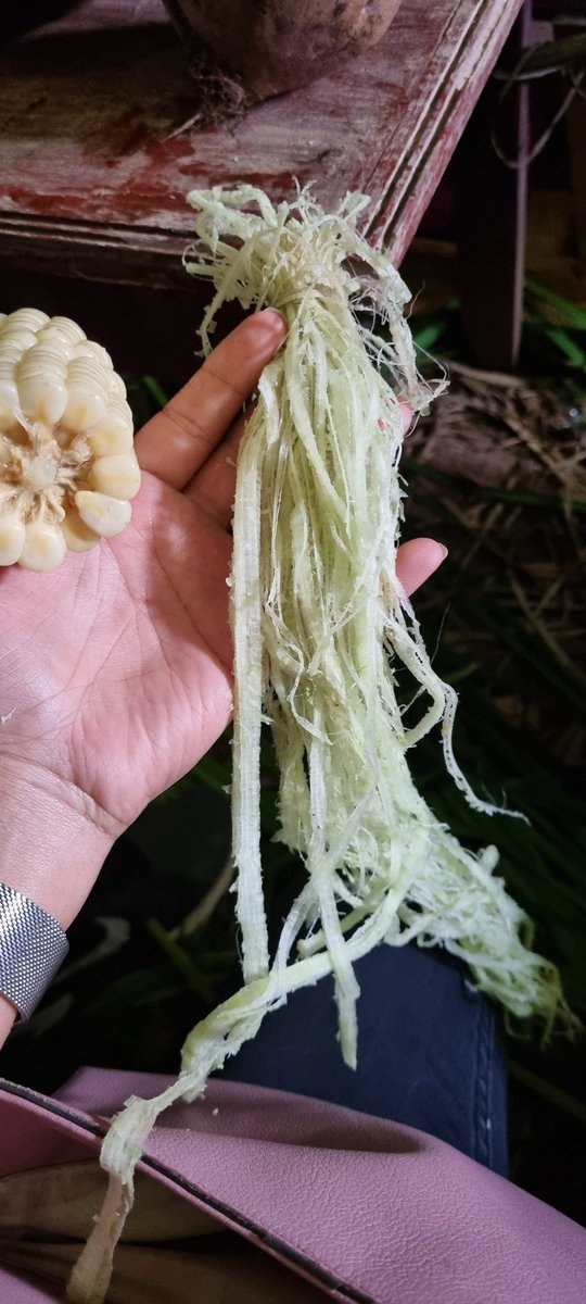 This is the እንሰት (the stem of false banana tree) - used as an anti-bacteria to clean hands before eating in Southwest, Keffa.
Mostly due to the lack of clean water.