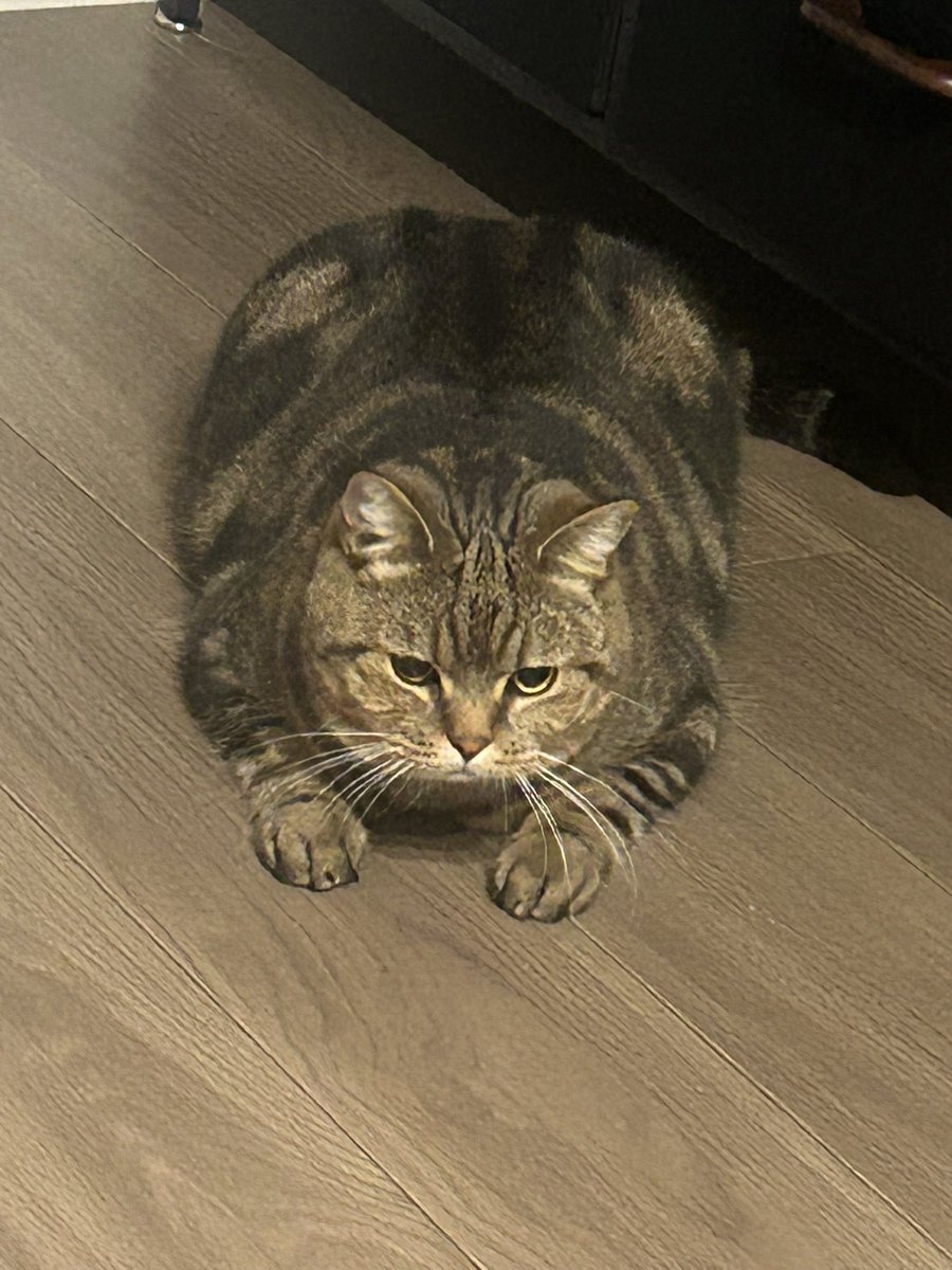 ねこたん日記 tweet media
