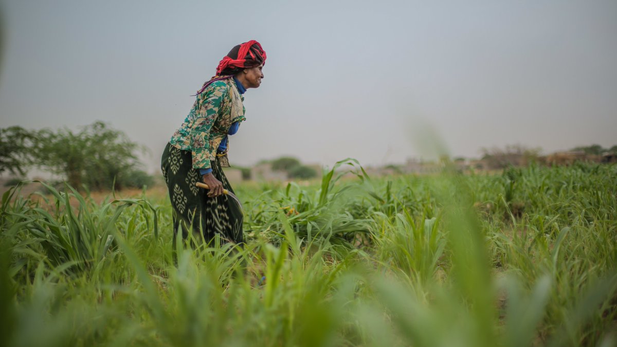 UNDPYemen's tweet photo. Over 9 years, our #ERRY Joint Programme:

👨‍🌾Trained over 42K farmers
🌾Supported over 47K livestock keepers 
🥛Supported over 9.8K dairy producers

With @EUinYemen @SwedenInJo + @UNDP @FAOYemen @WFPYemen @ILO https://t.co/L5HeTHo7ZI