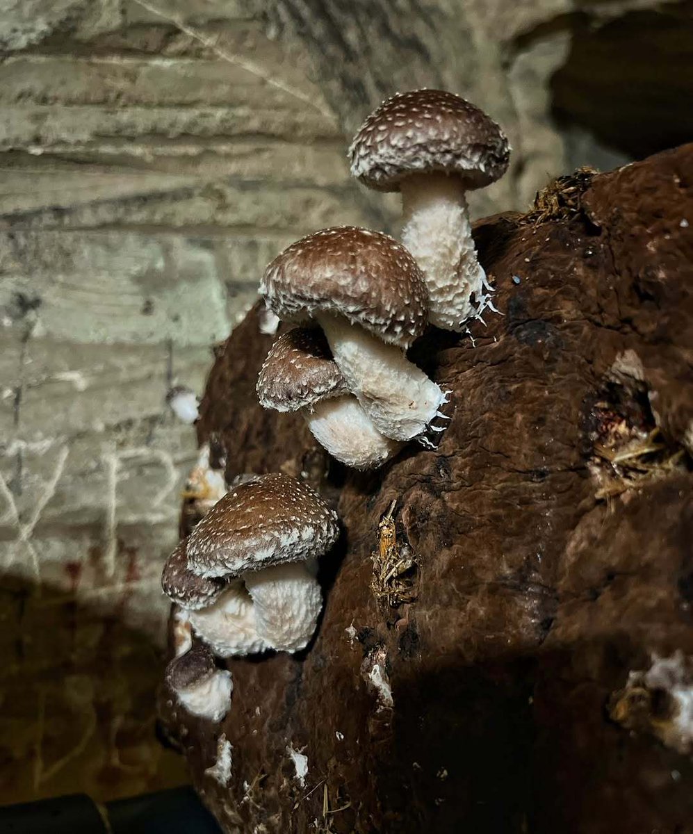 Gueuleton tweet media