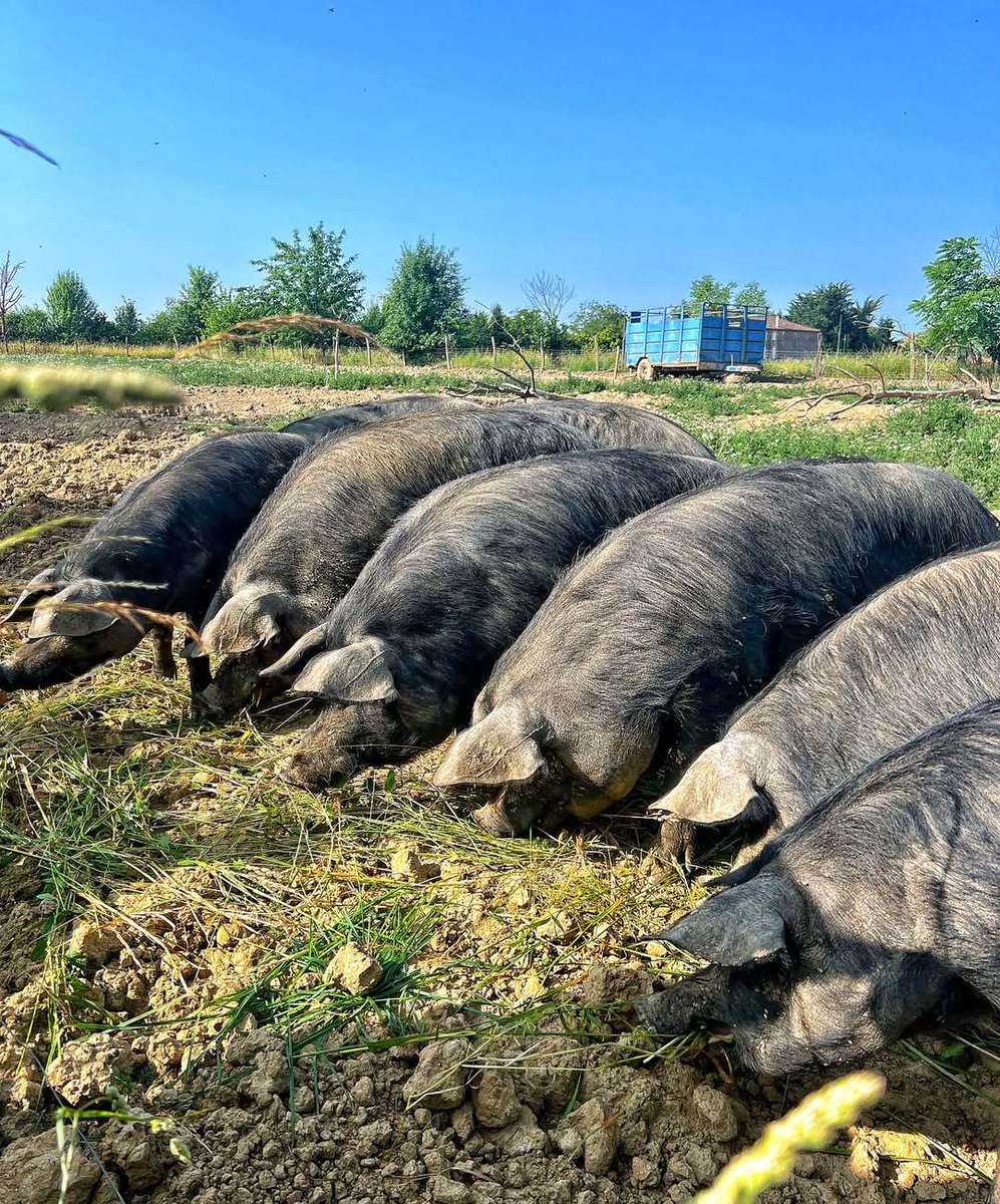 Gueuleton tweet media