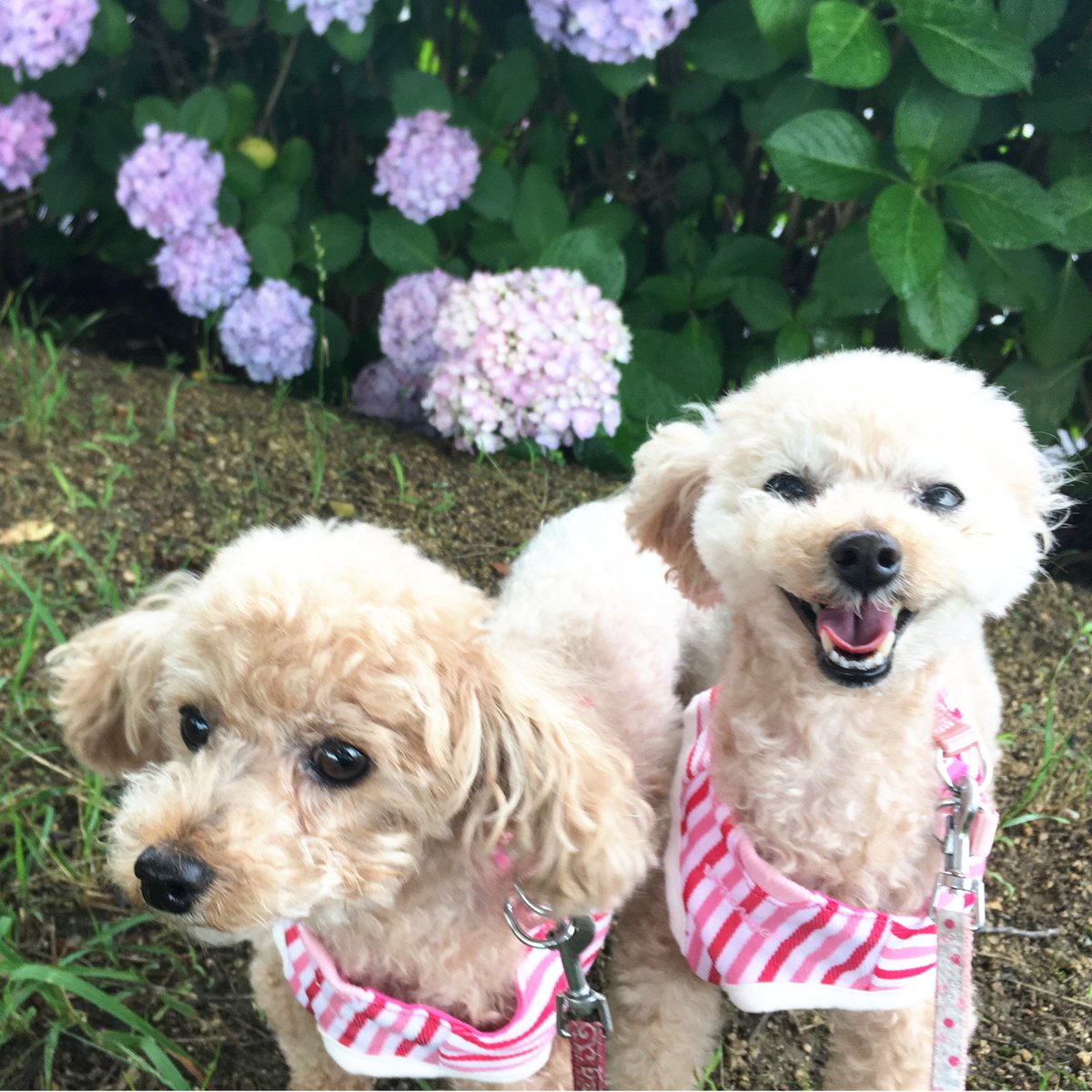 ToypooChannel's tweet photo. 🐶アジサ～イ🥰

#トイプードル
#トイプーチャンネル https://t.co/9sUmltPZvp