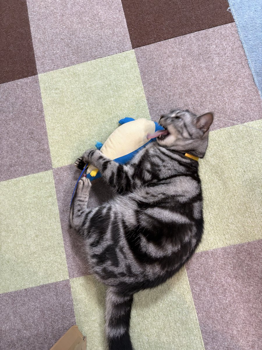 オンノヅキ🐱🐱 on X: 