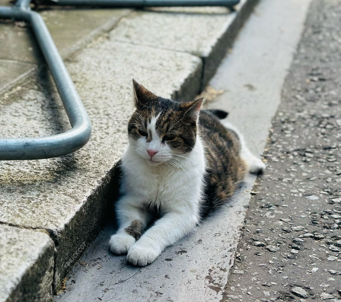 Brick_Cop's tweet image. When you finally meet the legendary @Number10cat 😅
Staying cool in the sunshine, but silent on what it’s really like to live in the most famous address in London… 👀
A consummate professional, he was more bothered by my lack of treats, and I don’t blame him!
#ThinBlueLine 🚨