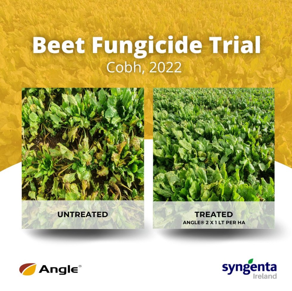 SyngentaIrl's tweet image. The pictures speak for themselves... 👏

See the results from the Beet Fungicide Trial 2022 in Cobh in the image below... 👇👇

On the left is untreated beet and on the right was treated with 2 applications of Angle®

#Beet #Fungicide #CropControl #DiseaseControl