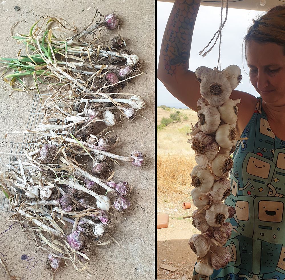 Observe my garlic. 3 years of ALMOST garlic self sufficiency. Each year I save and plant the biggest bulbs from last year. Generally still need to buy for about 4 months of the year, but we are getting there!

#garlic #selfsufficiency #offgrid #growyourown