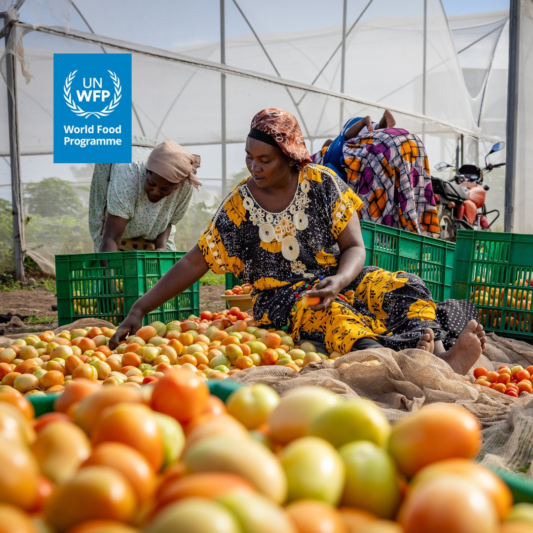 WFP_Kenya's tweet image. Refugees and host communities in Kalobeyei settlement are growing their own food through sustainable irrigation and rainwater harvesting.
@WFP is promoting self-reliance among vulnerable #refugees and drought-affected families, building long-term food security.
🙏@EUinKenya
