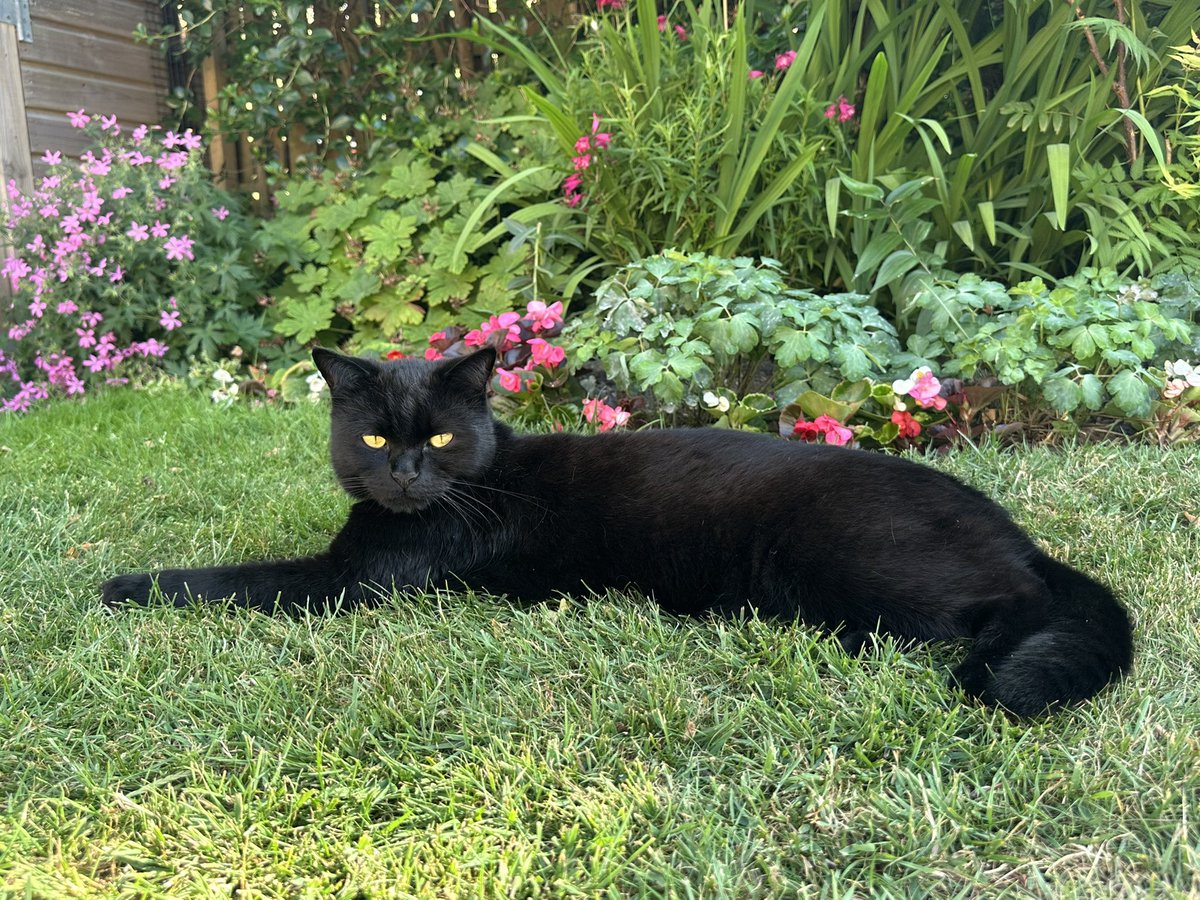 🐈‍⬛: it looks like it’s going to be scorchio again today furriends.  Stay indoors or in the shade especially if mew are a panfur.  The bald 👨‍🦲 one will likely laze in his pit all day 😹😹. Happy Monday 🖤🐈‍⬛🖤 #CatsOfX #CatsOfTwitter