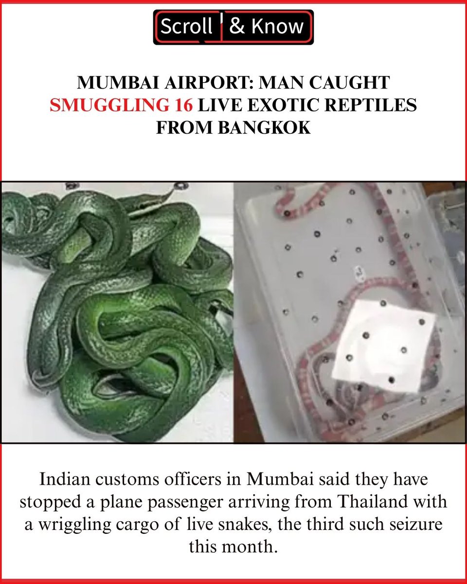 Scroll_And_Know's tweet photo. Snake shock at Mumbai airport! A Chennai man, was caught smuggling 16 live exotic snakes from Bangkok. Customs officials were stunned to find the reptiles hidden in chocolate boxes and old clothes. Garter Snakes, Kenyan Sand Boas, and Albino Milk Snakes were among the haul. https://t.co/3VO4Me5hVd