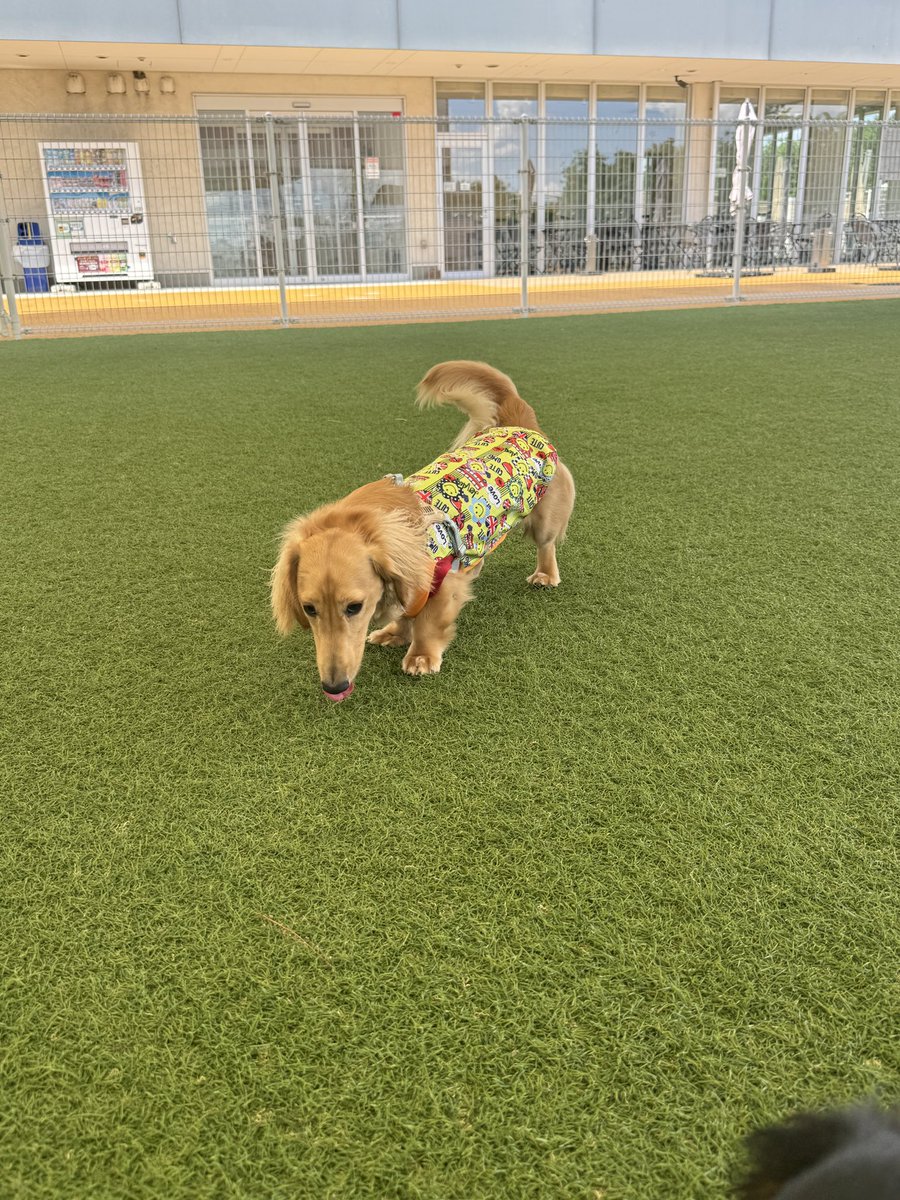 agrigardencamp's tweet photo. 今年はワンちゃんと一緒に泊まれる
「ワンちゃんデー」を作りました🐶✨ぜひ愛犬と一緒��宿泊して、前後にはガモウパークでお楽しみください😊　

2025年9月6日(土)7日(日)、10月4日(土)5日(日)の4日間限定です🌟

ご予約お待ちしております♪
https://t.co/EDU9vDNIdc

#アグリガーデンキャンプ https://t.co/haQPhwfB5A