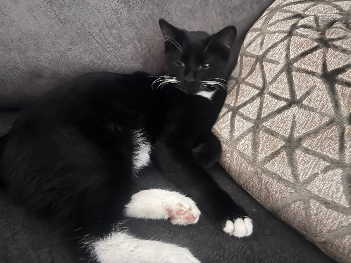 CatsNorthampton's tweet image. Midnight is a 1-year-old  tuxedo cat he&apos;s entire and not chipped but has gone missing from his home in The Shires Towcester #Northamptonshire NN11  other 18/06/25. Have you seen him? If you know where he is, please call 0344 700 3251 quote ref S25-019
#kittyloafmonday