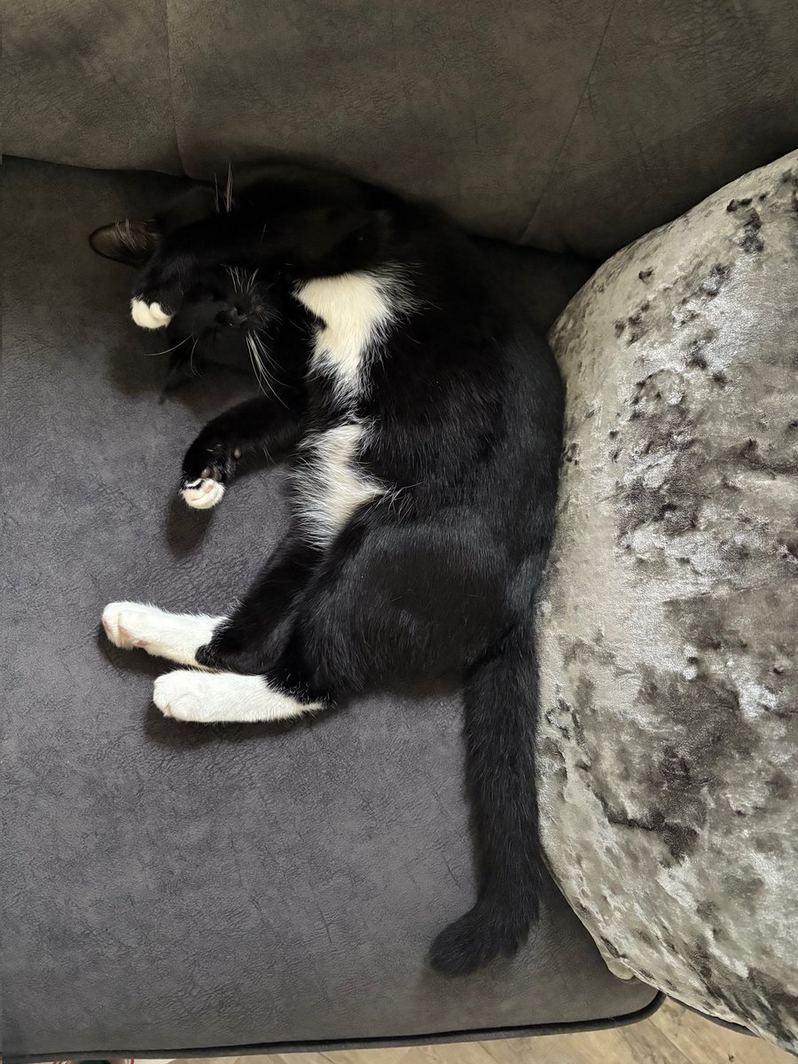 CatsNorthampton's tweet image. Midnight is a 1-year-old  tuxedo cat he&apos;s entire and not chipped but has gone missing from his home in The Shires Towcester #Northamptonshire NN11  other 18/06/25. Have you seen him? If you know where he is, please call 0344 700 3251 quote ref S25-019
#kittyloafmonday