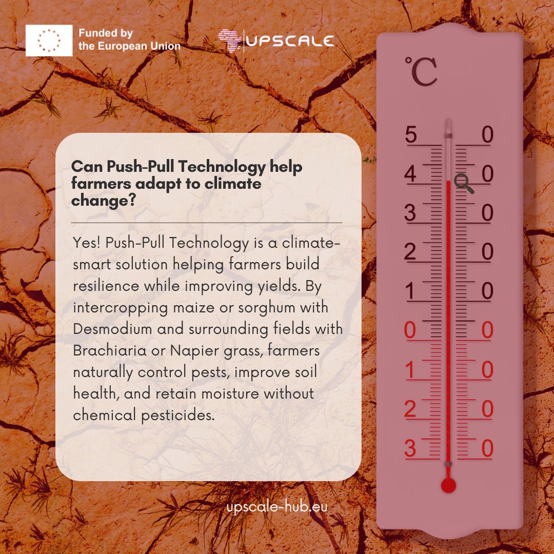 upscale_h2020's tweet image. Can PPT Help Farmers Adapt to Climate Change?
Yes! It helps with climate adaptation:
Desmodium enriches the soil and suppresses weeds.
The PPT improves soil moisture retention.
Trap crops provide livestock fodder, diversifying farm benefits and income.
upscale-hub.eu