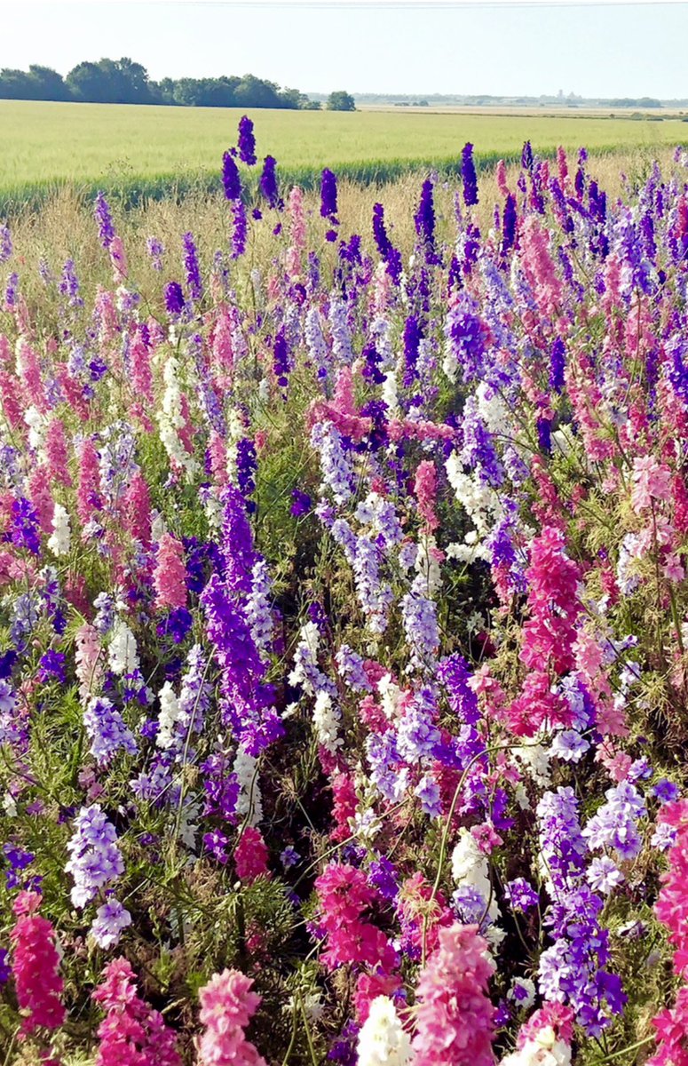 There’s a field near here where flowers are farmed to sell to London florists &amp; make confetti (these are larkspur). It’s breathtaking. If you’re new to my posts take a few seconds to pause &amp; take this image in, it will hack your brain slightly-trigger dopamine release &amp; relax you