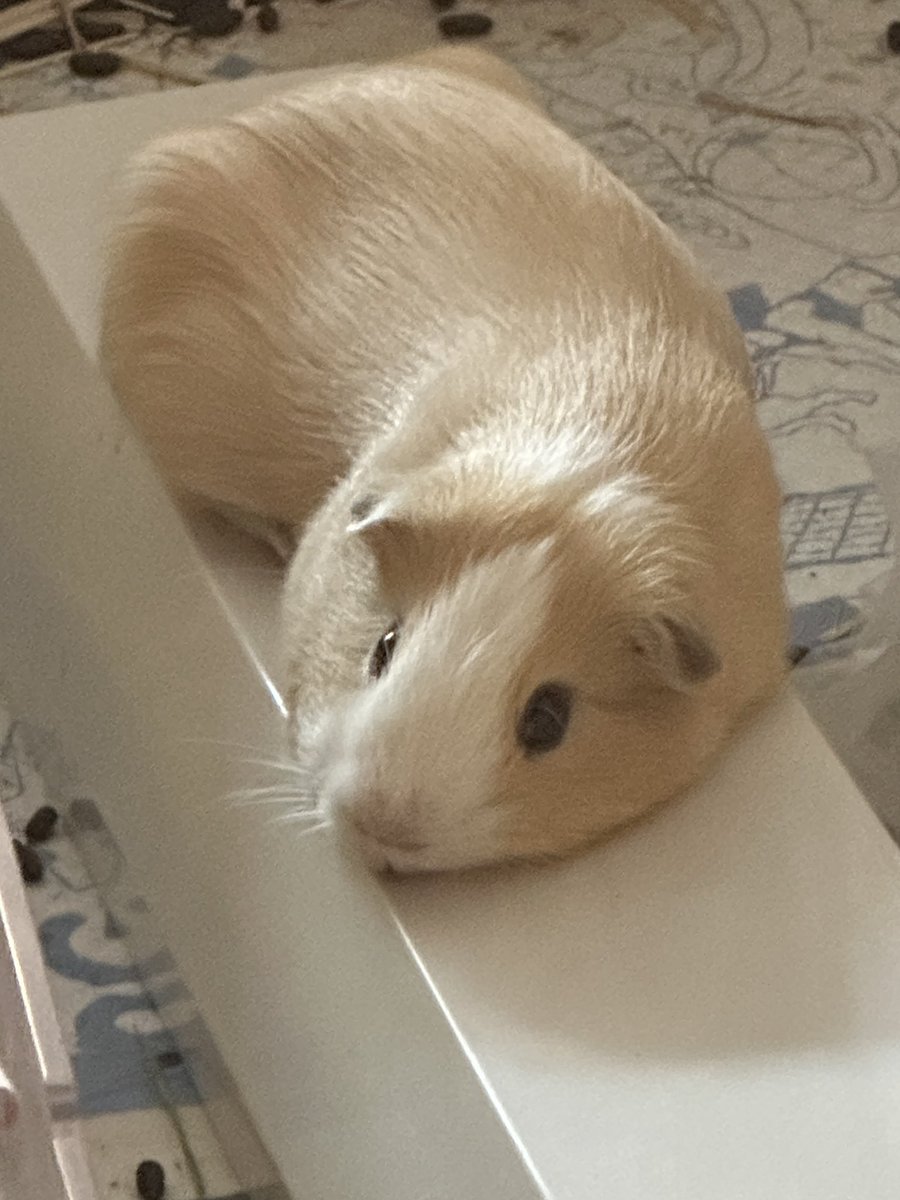 ㅁㅉㅇㅈㅁ tweet media