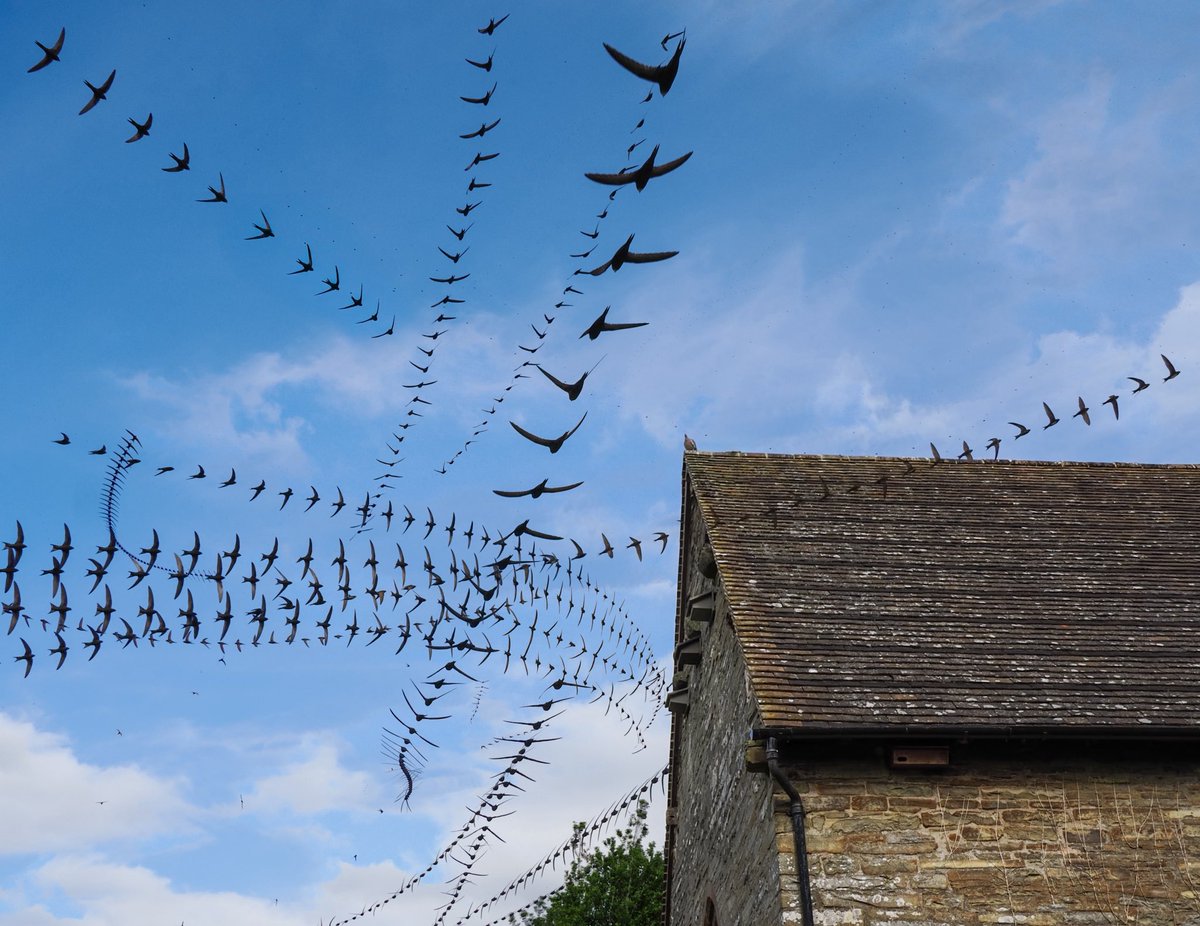 Andrew Fusek Peters (@2peters) on Twitter photo It’s Swift Awareness Week and lovely to capture flight trails at our local church - lots of busy nest boxes! #swiftawarenessweek <a href="/WriterHannahBT/">Hannah Bourne-Taylor</a> <a href="/BBCSpringwatch/">BBC Springwatch</a> <a href="/Natures_Voice/">RSPB</a> <a href="/BirdGuides/">BirdGuides</a> <a href="/BirdwatchExtra/">Birdwatch</a> <a href="/SWNS/">SWNS.com</a> <a href="/patrick_barkham/">Patrick Barkham</a> <a href="/ChrisGPackham/">Chris Packham</a> <a href="/ShropsWildlife/">Shropshire Wildlife Trust</a> <a href="/OMSYSTEMcameras/">OM SYSTEM Cameras</a> It’s Swift Awareness Week and lovely to capture flight trails at our local church - lots of busy nest boxes! #swiftawarenessweek <a href="/WriterHannahBT/">Hannah Bourne-Taylor</a> <a href="/BBCSpringwatch/">BBC Springwatch</a> <a href="/Natures_Voice/">RSPB</a> <a href="/BirdGuides/">BirdGuides</a> <a href="/BirdwatchExtra/">Birdwatch</a> <a href="/SWNS/">SWNS.com</a> <a href="/patrick_barkham/">Patrick Barkham</a> <a href="/ChrisGPackham/">Chris Packham</a> <a href="/ShropsWildlife/">Shropshire Wildlife Trust</a> <a href="/OMSYSTEMcameras/">OM SYSTEM Cameras</a>