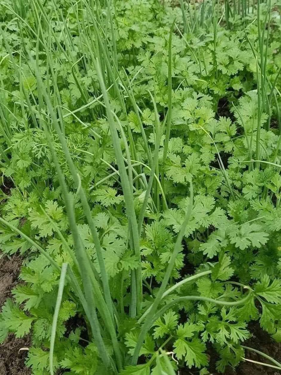 JoelOptimist1's tweet image. Vegetable farmers, do you know how intercropping is beneficial? 🌱

✅ Boosts soil fertility
✅ Controls pests naturally
✅ Reduces risk of total crop failure
✅ Maximizes land use
✅ Increases overall yield

Smart farming = better returns! 💪🥦🥕 #VegetableFarming