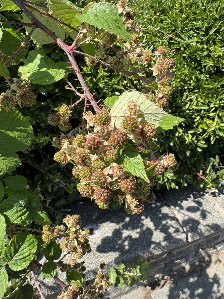 joville050887's tweet image. #NationalCameraDay Blackberries coming soon.