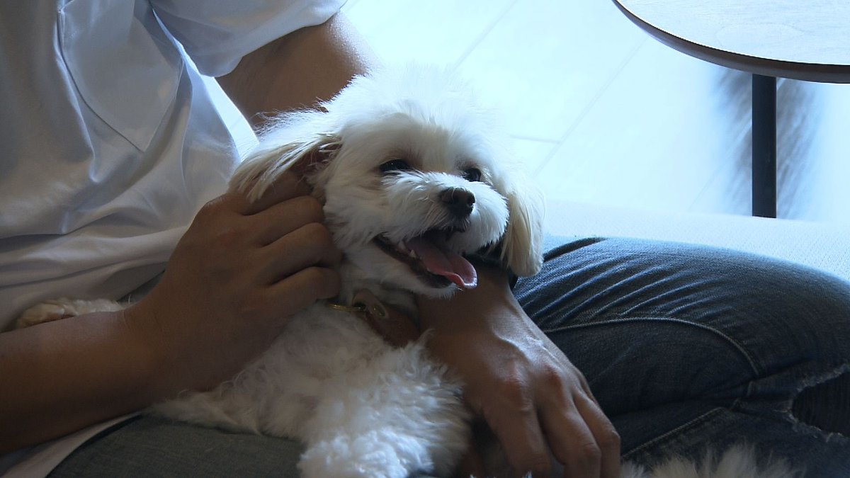 きょうのわんこ に登場してくれたのは「モコ」でした🐶ご主人が大好き