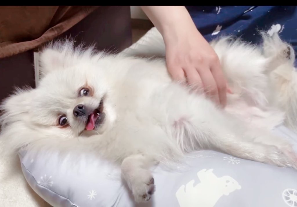 ←甘えたい時のいぬ　　　全力で甘えてる時の犬→
#ポメラニアン