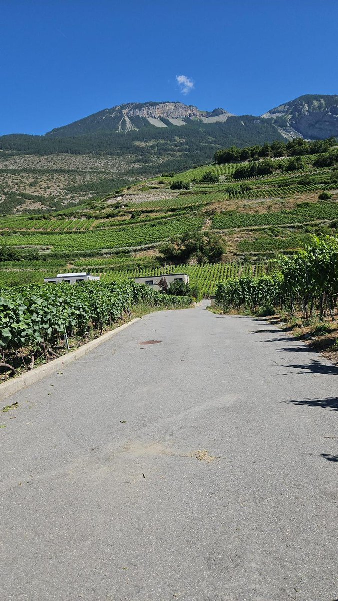 NouveauAG's tweet image. Rückblick auf das Weinfest „Wein &amp;amp; Aprikosen“: köstliche Weine, fruchtige Aprikosen, tolles Wetter und wunderbare Gesellschaft! 🍷🍑☀️ Danke an alle! #mathier #diegomathier #wallis #salgesch #walliserwein #aprikosen #event