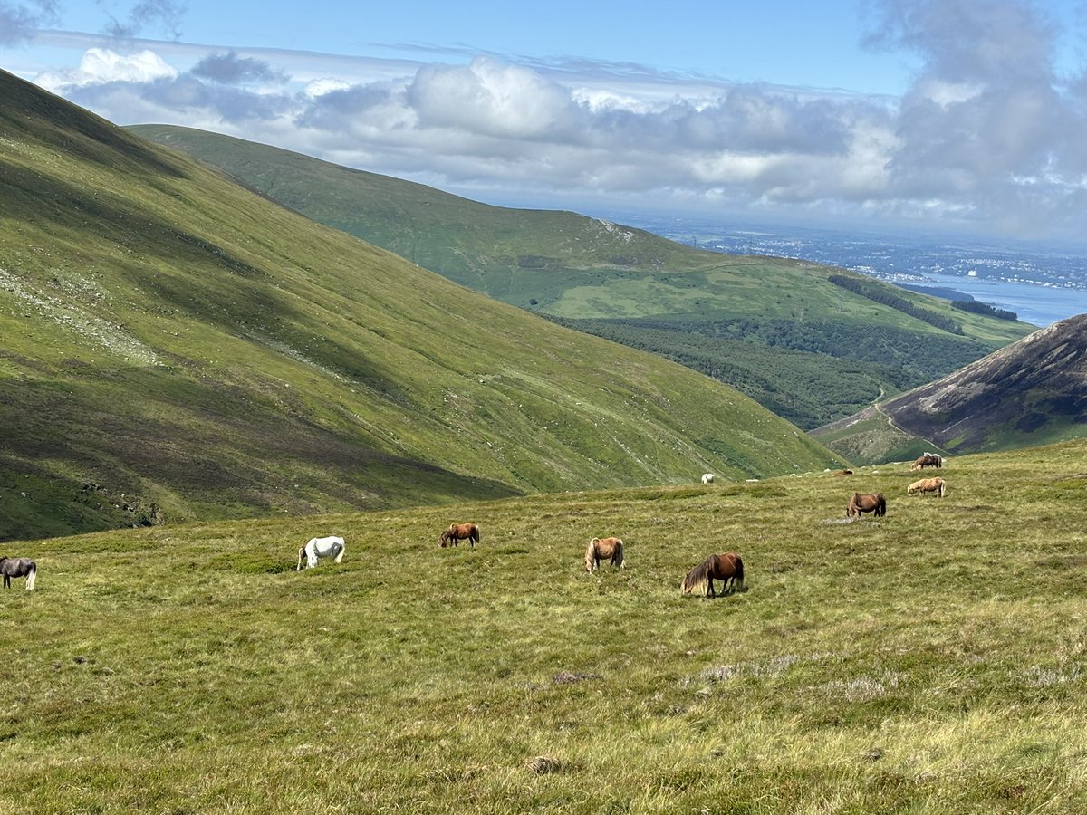 Found a few <a href="/CarneddauPonies/">Carneddau Mountain Pony Society</a> yesterday