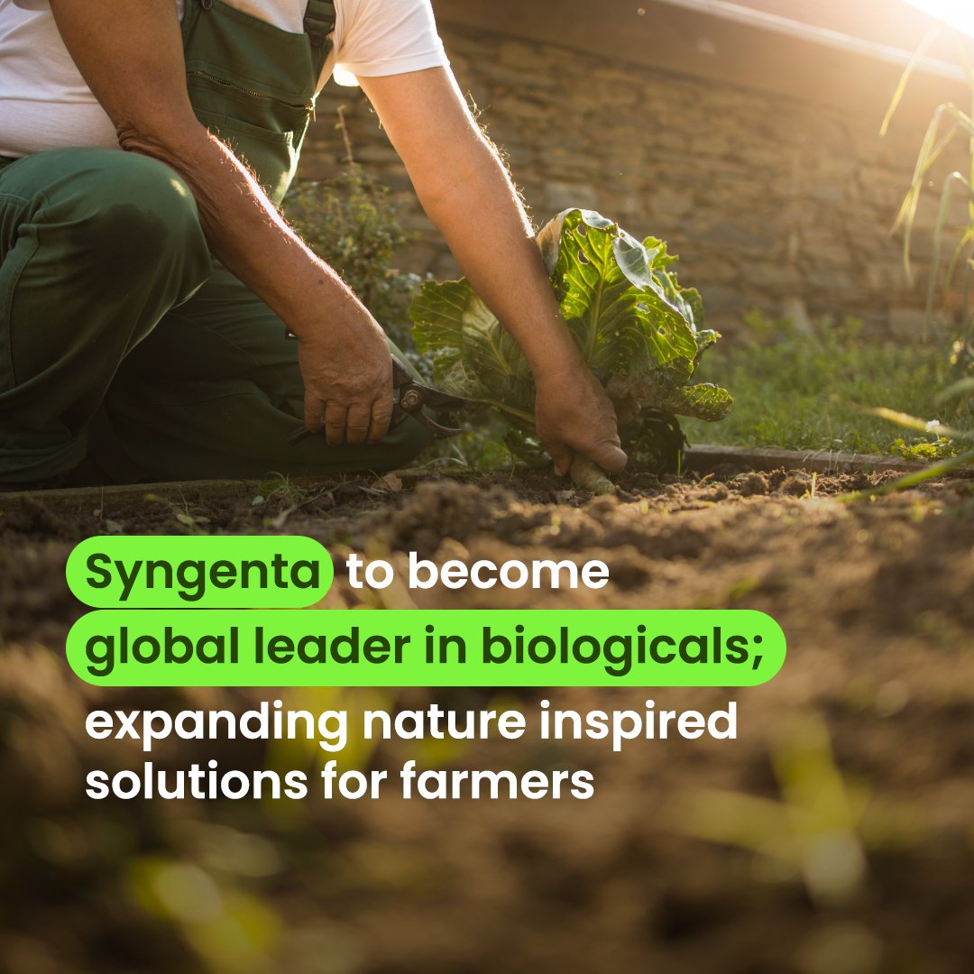 🌱 Syngenta to become global leader in biologicals.
Biologicals are reshaping agriculture through market growth, innovation and a focus on sustainability—unlocking new ways to support farmers worldwide. tinyurl.com/2sez4t7e