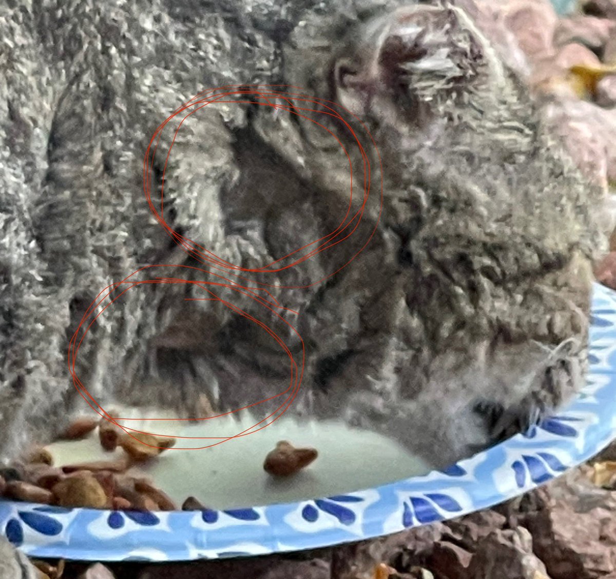 Any vets out here?  Please share for exposure.  

I’m not sure what’s going on with Bruiser.  He is missing patches of fur on his neck and now I just noticed a missing patch under his neck.  He is hungry and eating well.  Trapping him to go to the vet would be a big ordeal.  It’s