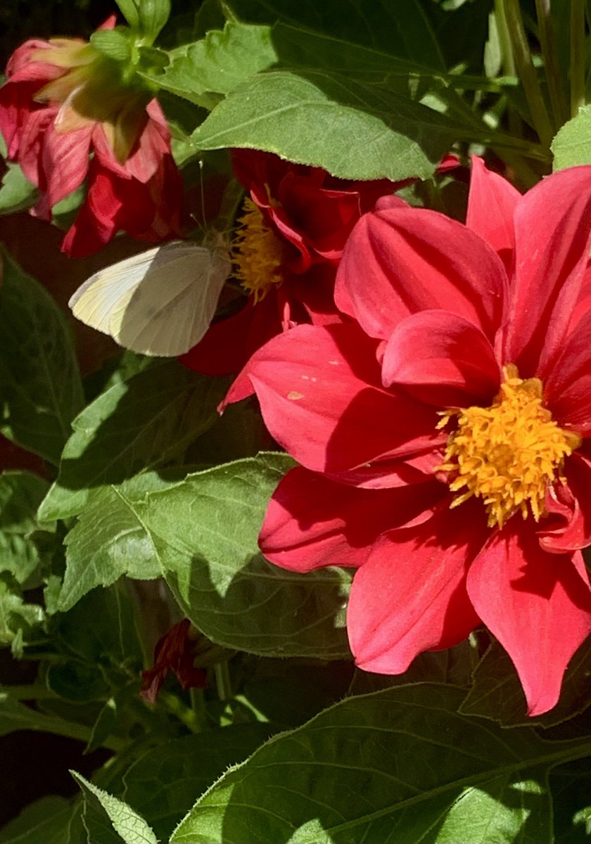 It’s going to be a scorcher today,  possibly the hottest June day on record. 

A day to find some shade …