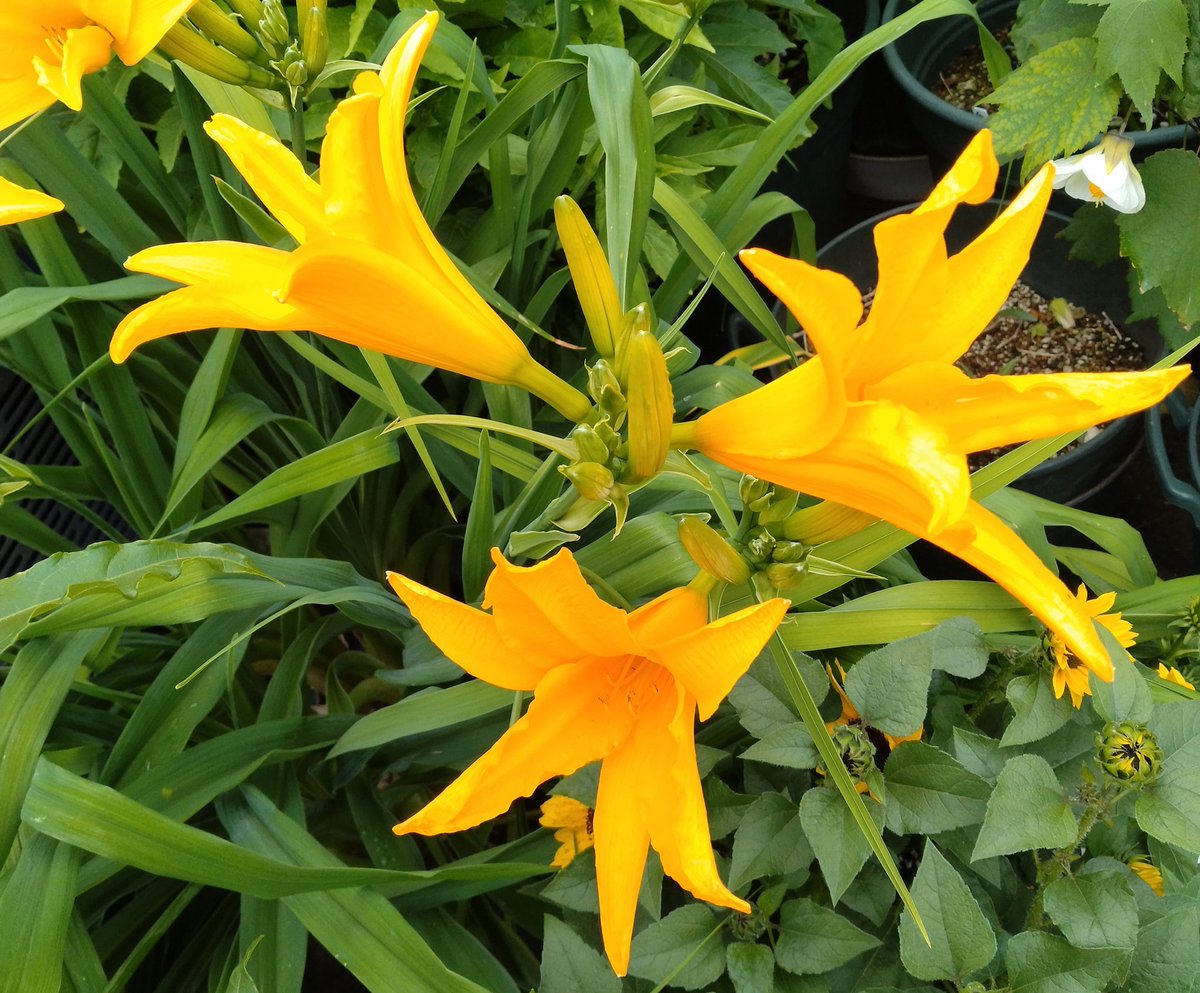 IElYjfZ1TM9WZJd's tweet image. #短歌 #tanka
『手術日も
決まって用意
あれこれと
荷物たくさん
その日を待って』
7月10日に入院し、11日に手術することになりました(腎臓の石を取り除きます)