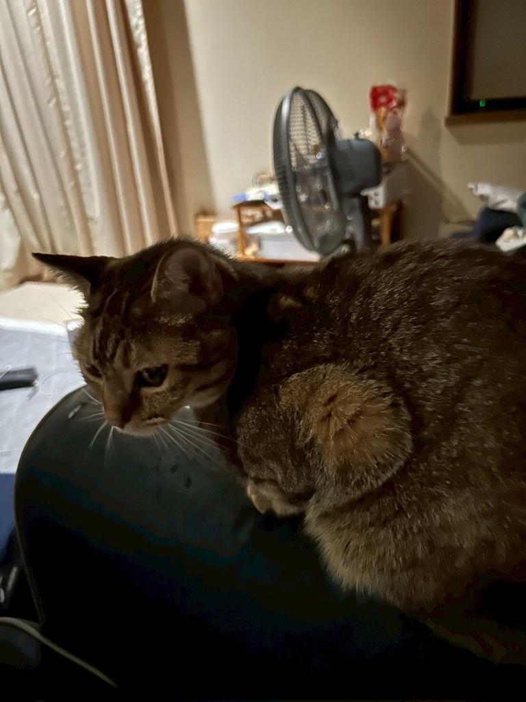 【迷子猫探してます‼️】

奈良県北葛城郡王寺町本町2丁目付近にて

6月25日夜から行方不明になりました💦

目撃した方はリプライやDMをいただけますと幸いです🙇‍♂️

名前：きなこ
性別：メス（避妊済）
年齢：7歳
特徴：キジトラ模様
            白い口元と顎
　　　前脚に黒っぽい斑点模様